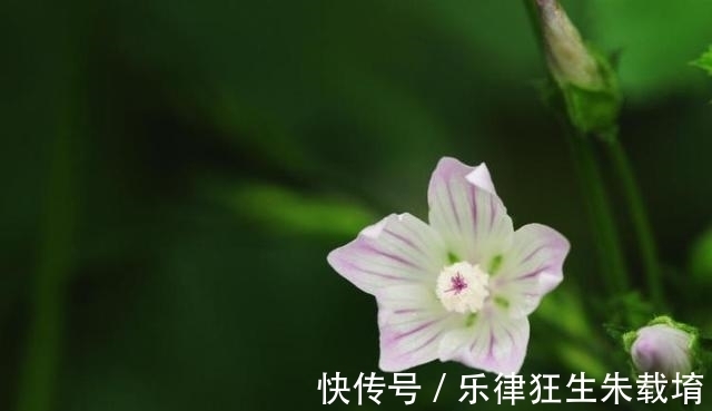 水瓶|6天后，花香飘溢，思念无解，主动打破，重整心态迎好运