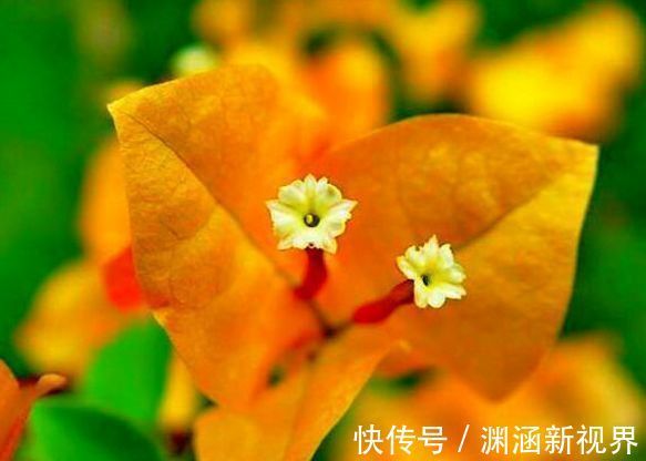爆盆|喜欢三角梅，就养盆“珍稀名品”柠檬黄三角梅，开花爆盆高贵典雅