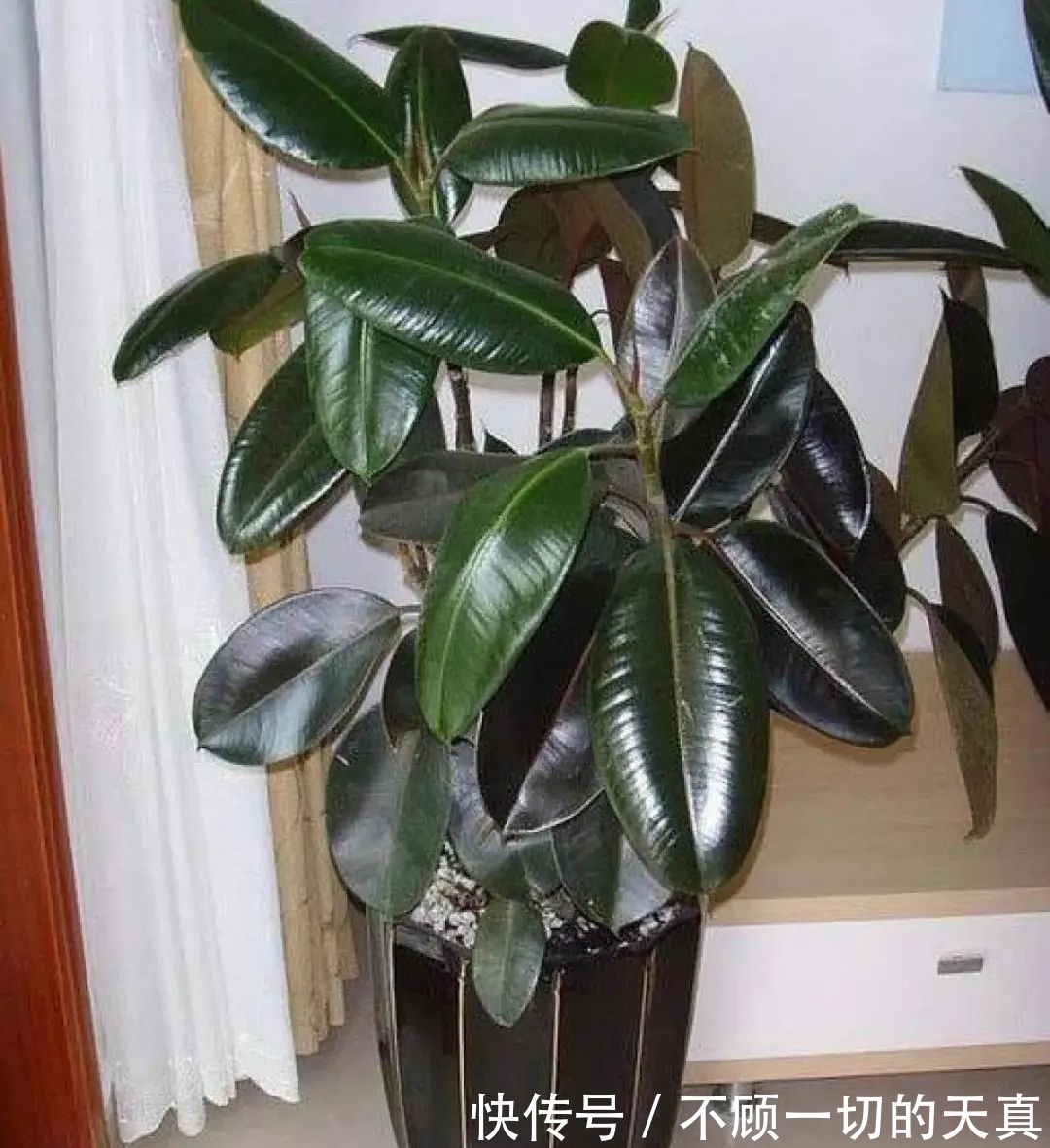 15种常见花，冬天浇水有讲究，小心越浇花越死