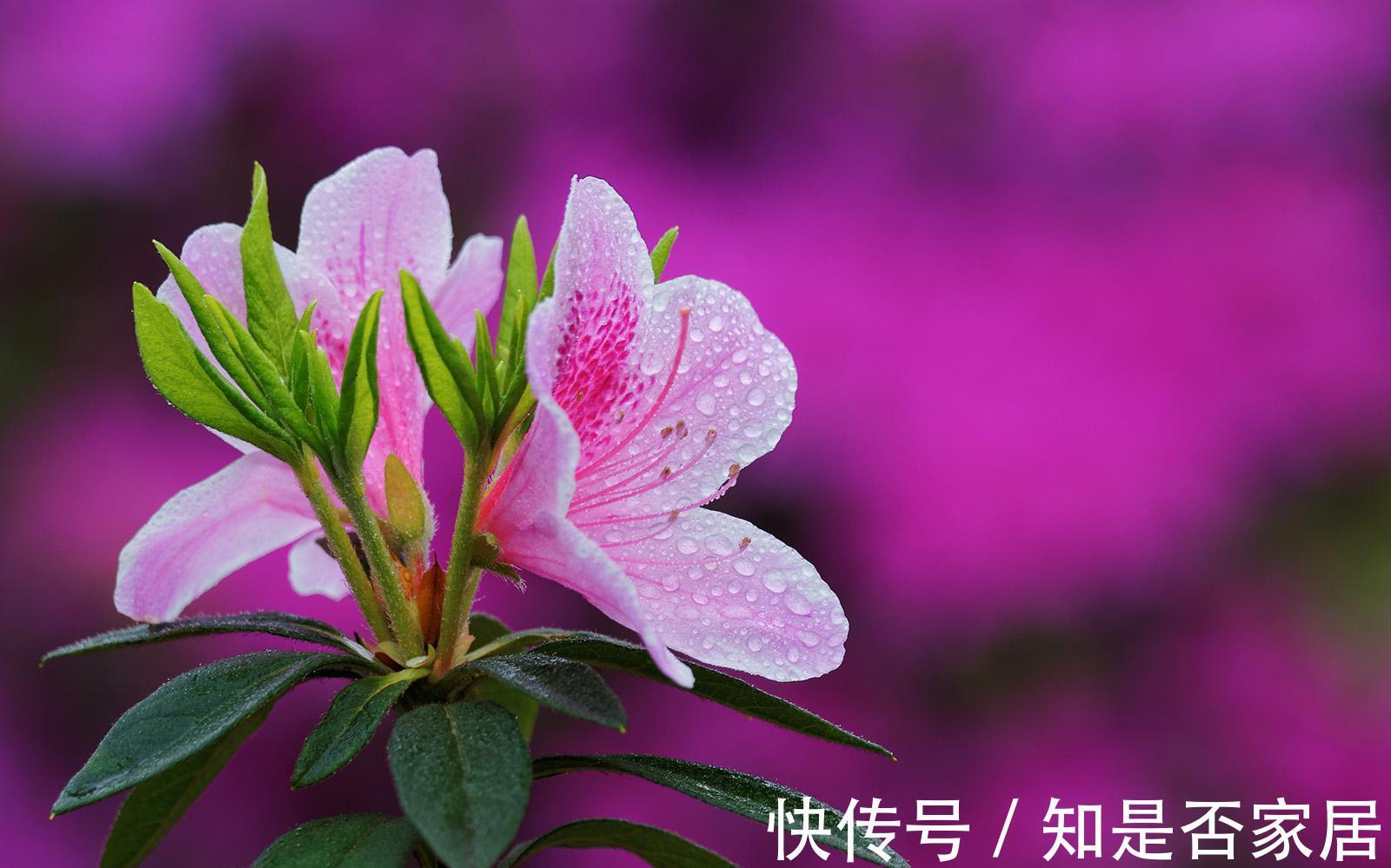 养花试试这几款,一花多色,红白相间,绚丽夺目