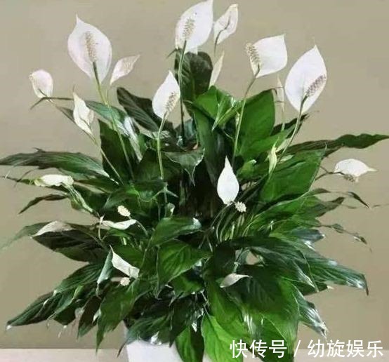缺水|白掌这样养,保证花多叶亮,不蔫软,不黄叶,真的一帆风顺!