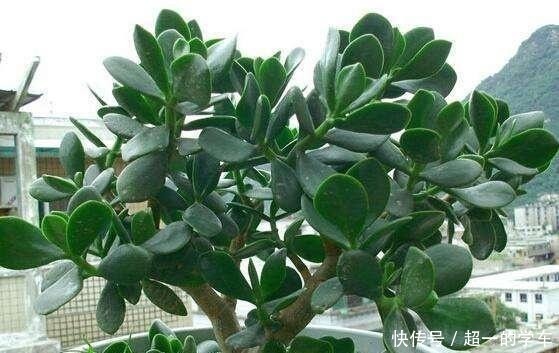 浇花别再用清水了!水里加点“它”,盆土疏松又肥沃,养啥旺啥!