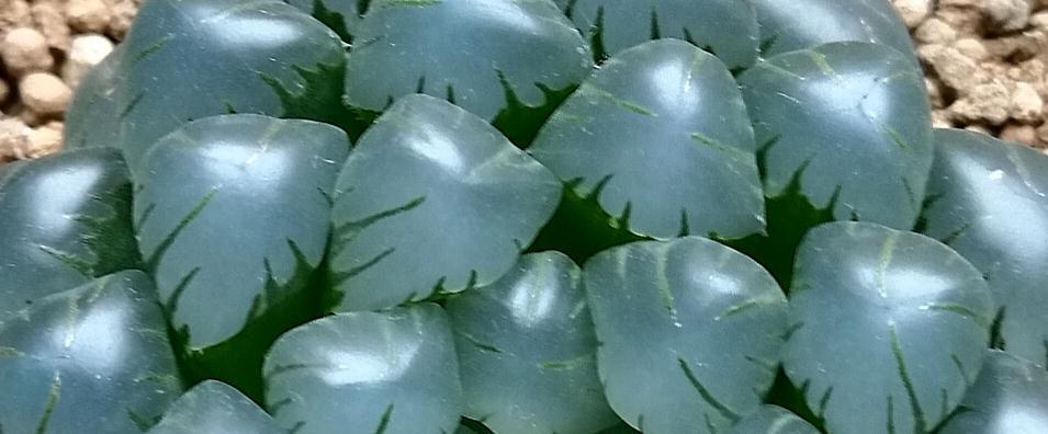 你不一定知道的多肉植物养护小秘密