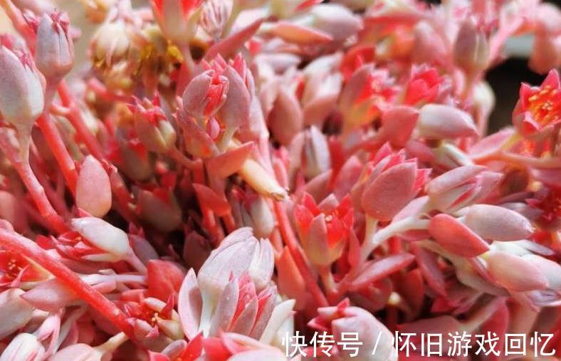 新根|多肉生理知识,多肉根的养护