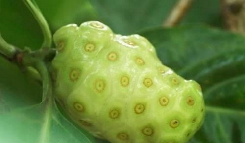 排毒果|女性常吃一“排毒果”，排出子宫毒素污血，活血化瘀，治妇科炎症