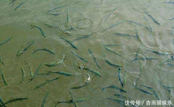 巧用蛛丝或棉絮,专门拉白条,一小时能上几十条