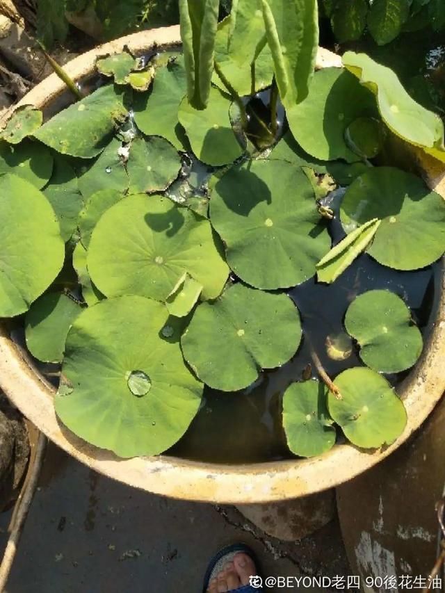 9种花真是老酒鬼,5天一小杯,叶子绿得像打蜡