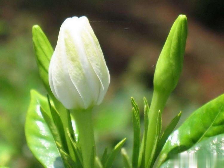  叶子|天冷这样养栀子花，叶子照样油绿，花期绽放芳香迷人的花朵