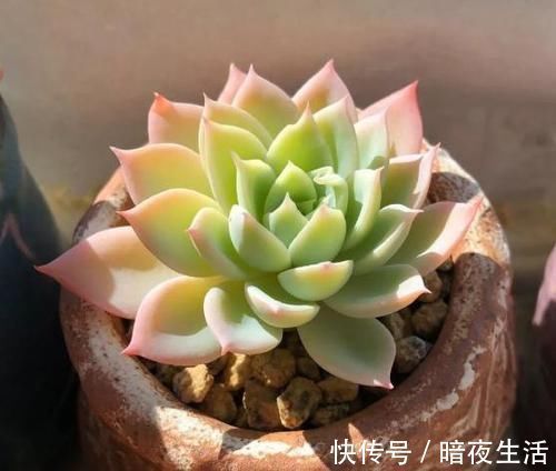 多肉,懒人花友的“心头好”,上班族的“小萌宠”,好看又好养