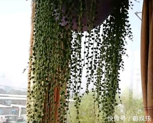 6种花适合吊起来养,挂在窗前,比窗帘还好看