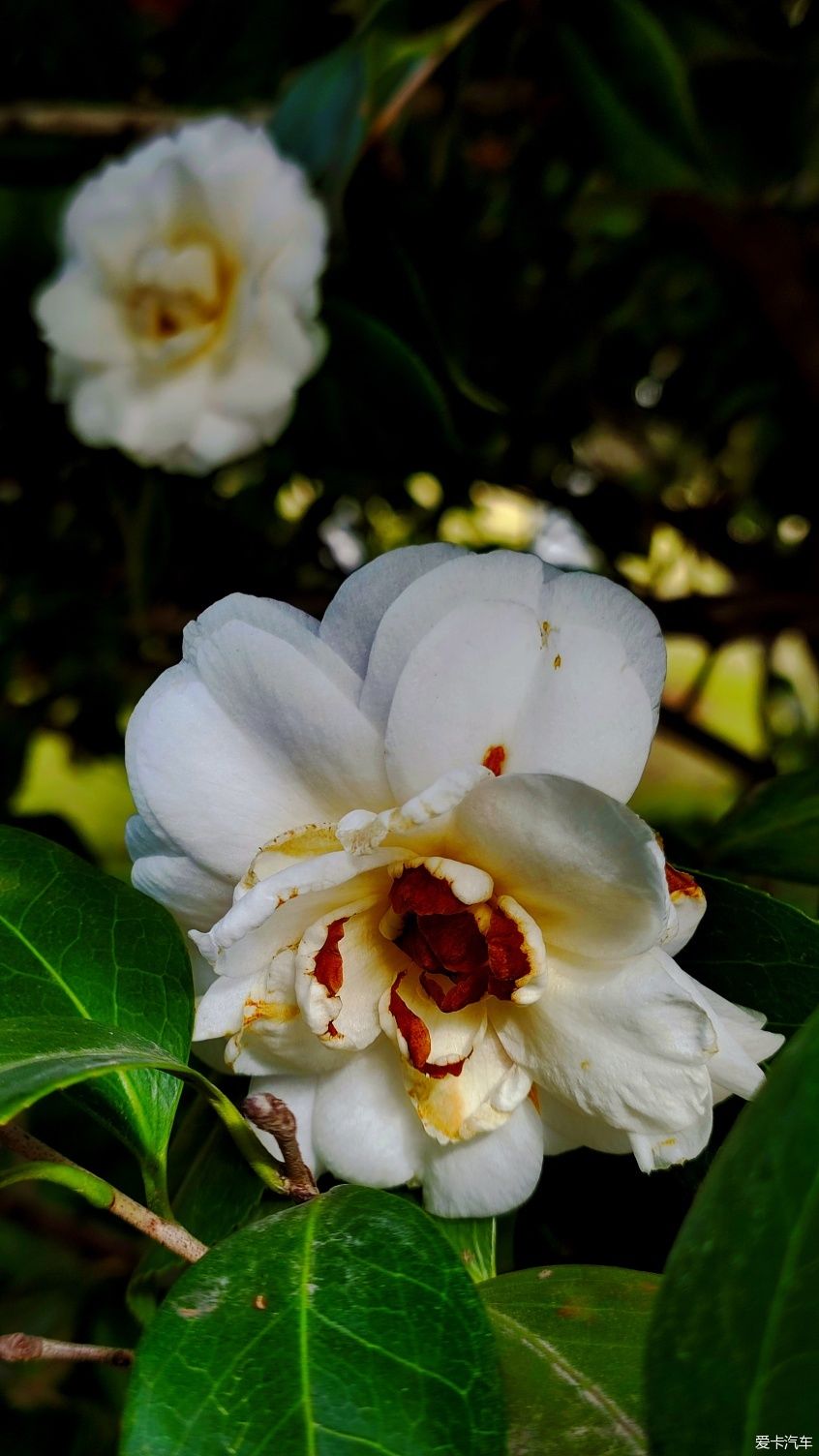 【爱卡踏青季】花枝俏