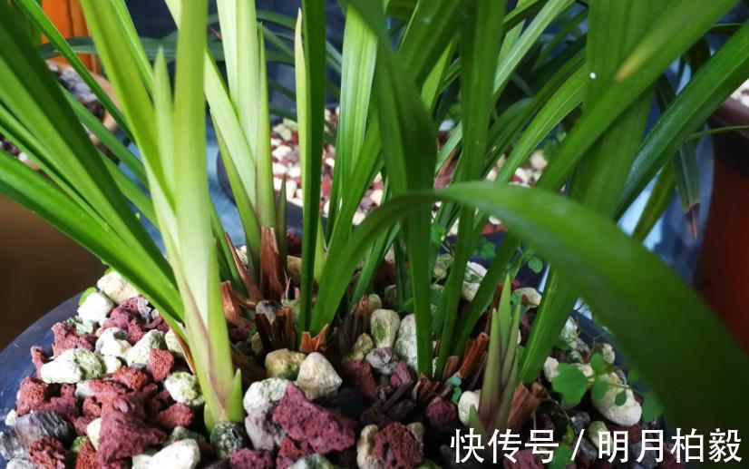 兰花界|兰花界的“奇葩”红贵妃，堪称盆栽佳品，养1盆四季开花