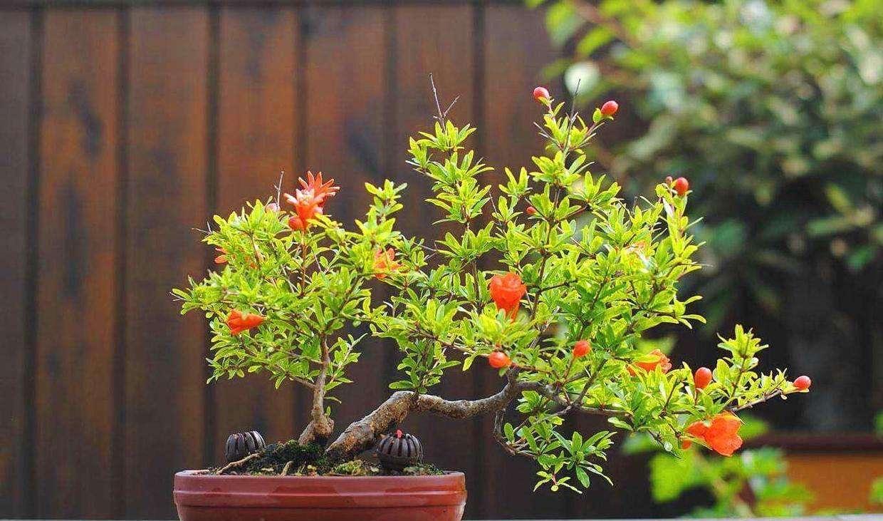 叶子|3种耐寒花卉,零度也可以放室外养,叶色翠绿花朵美艳