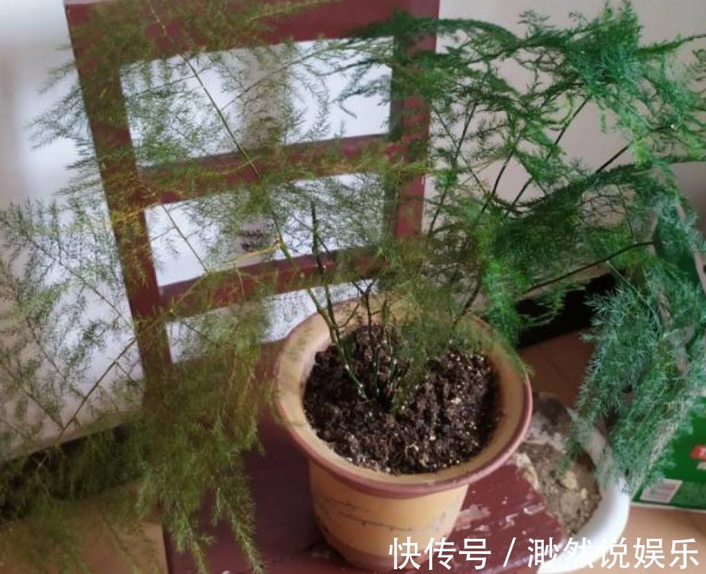 病虫害|文竹发黄了怎么办全部剪掉，就能长出新叶子！