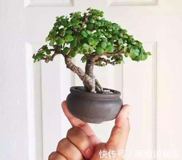 养护|新手养金枝玉叶,合理掌握养护技巧,快速打造成小老桩,价值翻倍