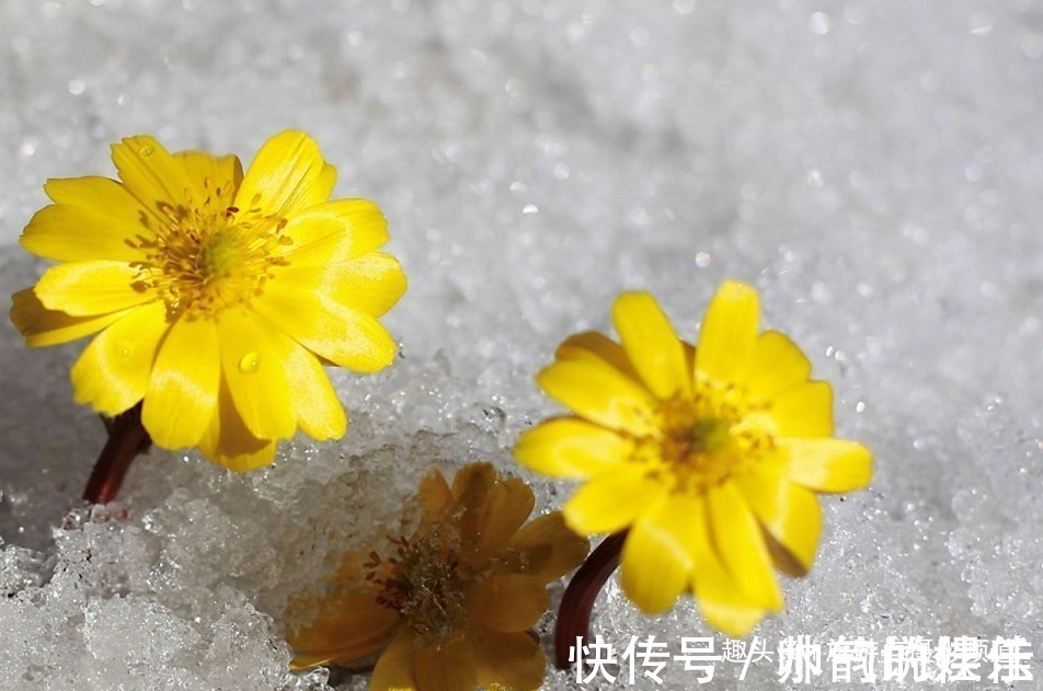 中国“最坚韧”的花在东北！从冰上长出来还能让人长寿！