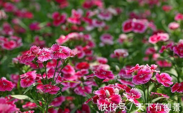 清新|养花试试这几款,温和清新的花卉,带着淡淡的花香,开花不断