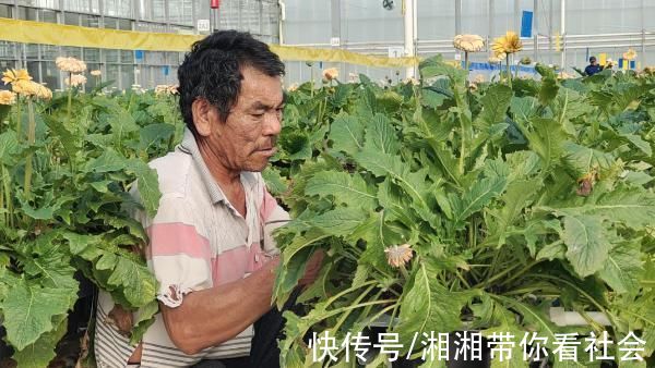 开远|「数字乡村」让花朵更有“智”感，数字化建设助力开远花卉相关产业