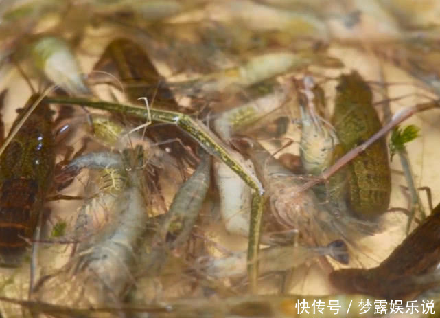 野味|刚从河里捞出的野味,半小时内用白酒腌制生吃,鲜美味道真是好