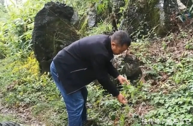 大山中的宝贝就是多，大叔找到的这种不起眼野