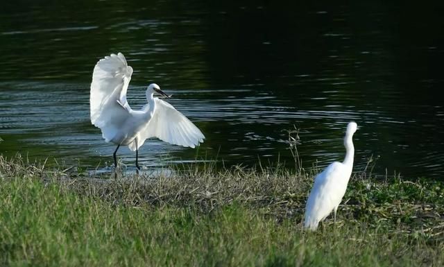 古井澄|诗词:修得心如古井澄， 恣睢山水似云僧