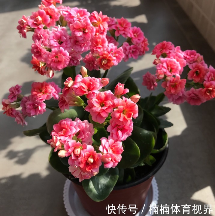 怎么让长寿花多来几茬?这4个方面“勤快些”,一茬接一茬地开