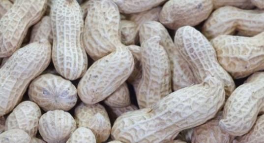 熟花生|熟花生和生花生哪个营养更佳?专家说出了大实话,多人表示吃错了