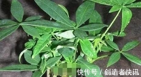 养花|塑料袋太多，很烦人？别烦，用它来养花，养1盆旺1盆，真的很好