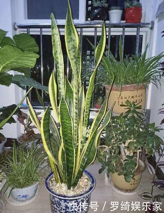 卫生间''除异味''大招放置3种绿植除臭,居家环境更舒适