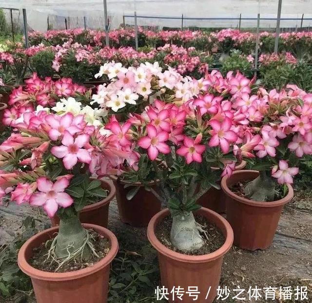 最爱晒太阳的8种花,越晒开花越多,阳台养几盆,开花成海