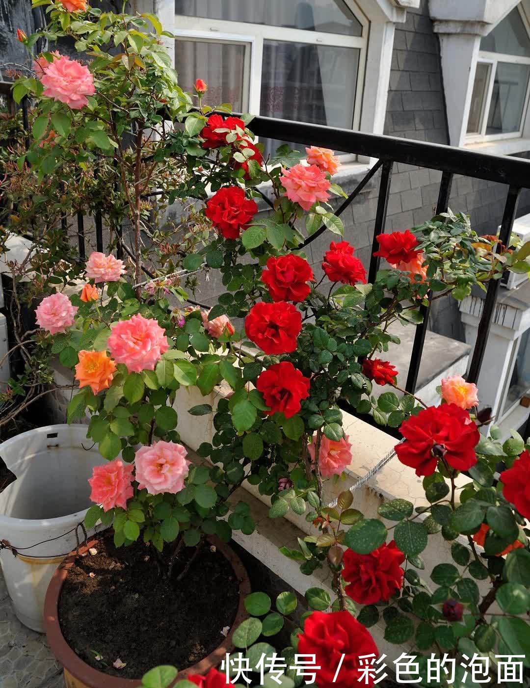 太阳花|喜欢天天晒太阳的“6种花”，越晒花越艳花越大，太好看了吧