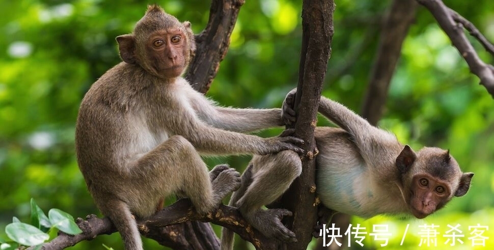 财源|属猴人逢牛年有贵人相助，前半年丰衣足食，后半年财源滚滚