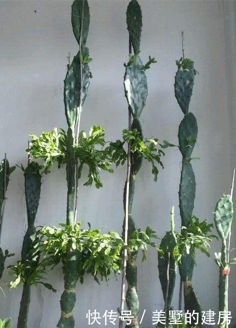 盆栽仙人掌,这样来养,叶片又宽又大,嫁接5层蟹爪兰太壮观啦