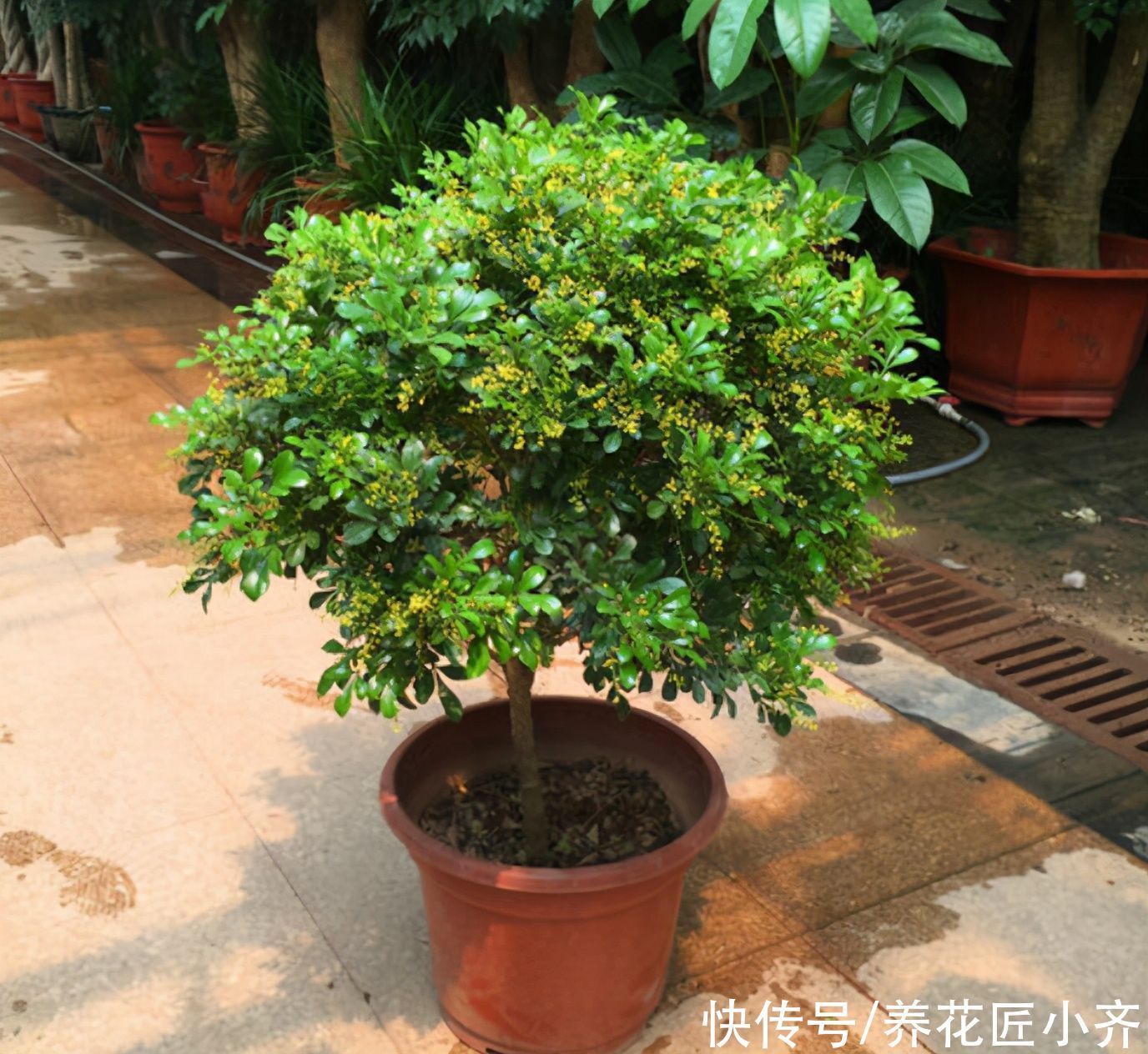 发黄|养这7种花，“醋”要经常浇，每月浇一碗，叶子绿油油