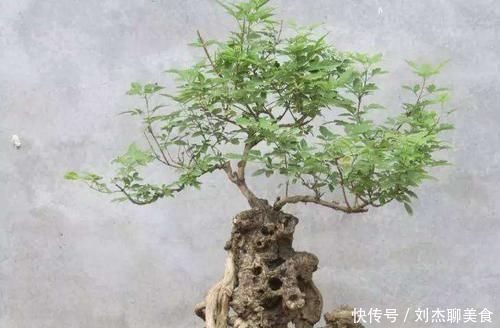 修剪|栽种盆景修剪很重要,一般黄荆盆景要如何修剪