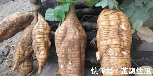 小知识|10个女性9个有妇科病,每周吃3次,活血化瘀,子宫更健康!