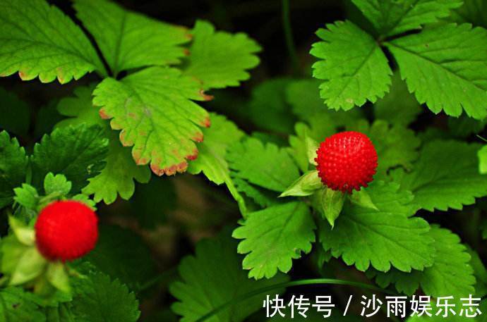 滋养|女性不想子宫早衰,晚上当零食吃几个此物,滋养卵巢,显得更年轻