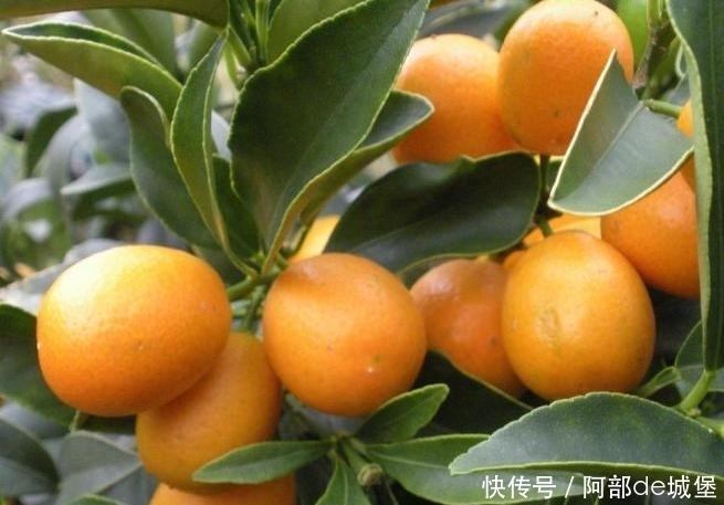 咳嗽|冬季后,咳嗽一直不好,可用此物煮水,润肺止咳,预防冬季流感