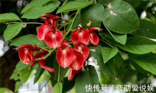 星回节|从明朝杨慎的《星回节》诗,看火把节的起源,年年六月星回节