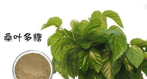 荞麦|桑叶能降血糖已经被证实,但这样吃桑叶,降血糖的效果更快