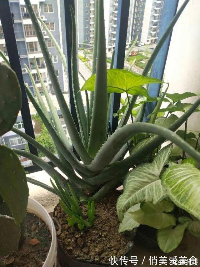 高温|10种花要控水,天热反而不能浇,一浇水就死