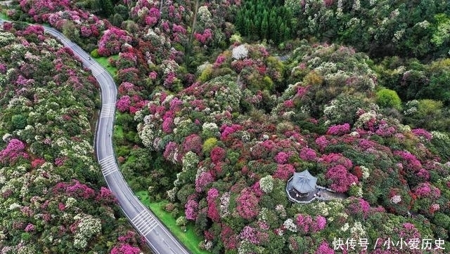 贵州百里杜鹃，打动外交部发言人华春莹，地球彩带为什么在毕节？