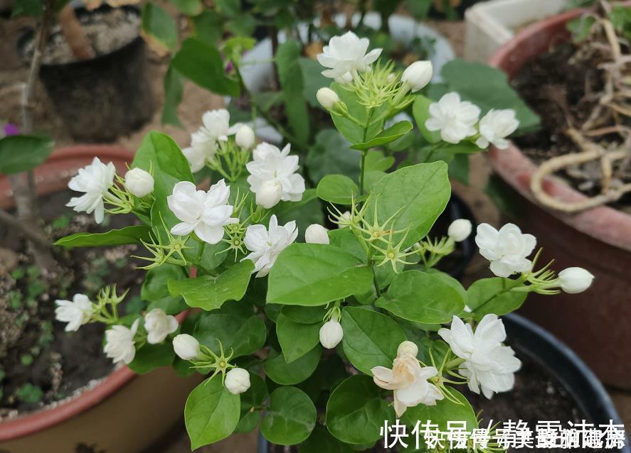 酸性|家中常见的6种花是“醋罐子”,多浇点酸水,叶子才能绿得发亮