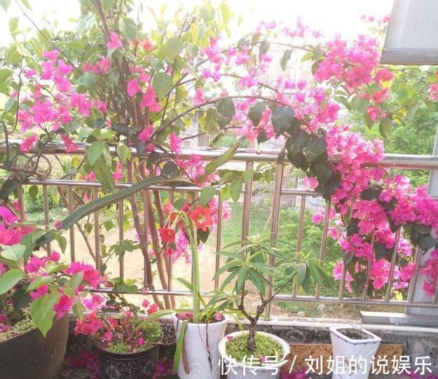 养殖三角梅为什么开花少？原因就在这三点，做好了爆盆很容易