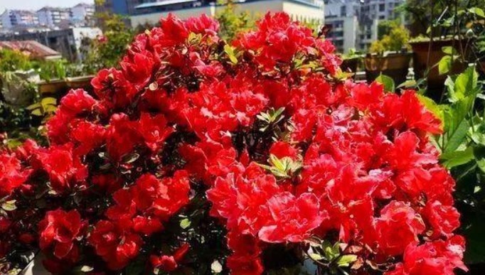 养花老师傅，这些花平常放屋里，下雨天拿出来，雨越大，花越旺