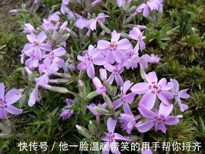 长寿|4种“超长寿”的植物,家里有老人,一定要养!