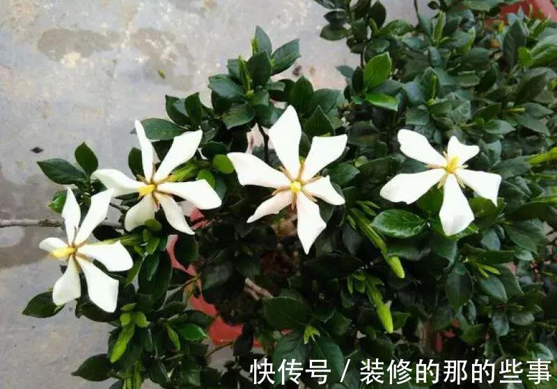 酸碱度|养花全靠1句话,这样养花保证能活