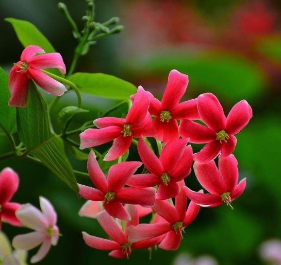 墙头几株“使君子”,垂头羞红惹人爱!花儿有红有粉,最是漂亮!