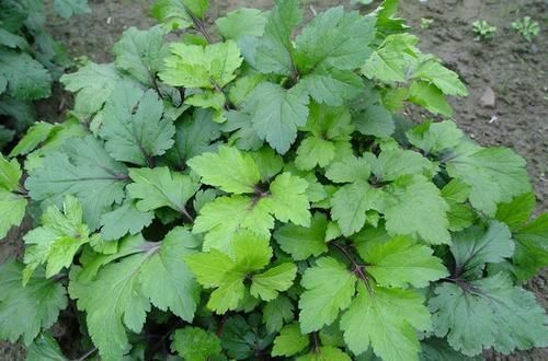 这种野菜长得很像“野菊花”,非常受欢迎,还可以治老风湿