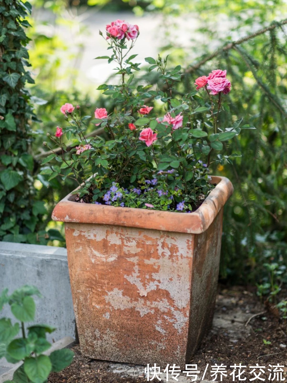 指南|盆栽月季度夏指南，夏季预防病虫害和促花技巧